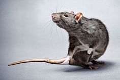 rat