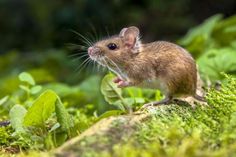 souris